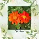 800 Semillas Orgánicas De Flor Girasol Mexicano