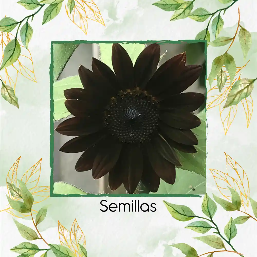 200 Semillas De Flor Girasol Morado Y Otros Mix