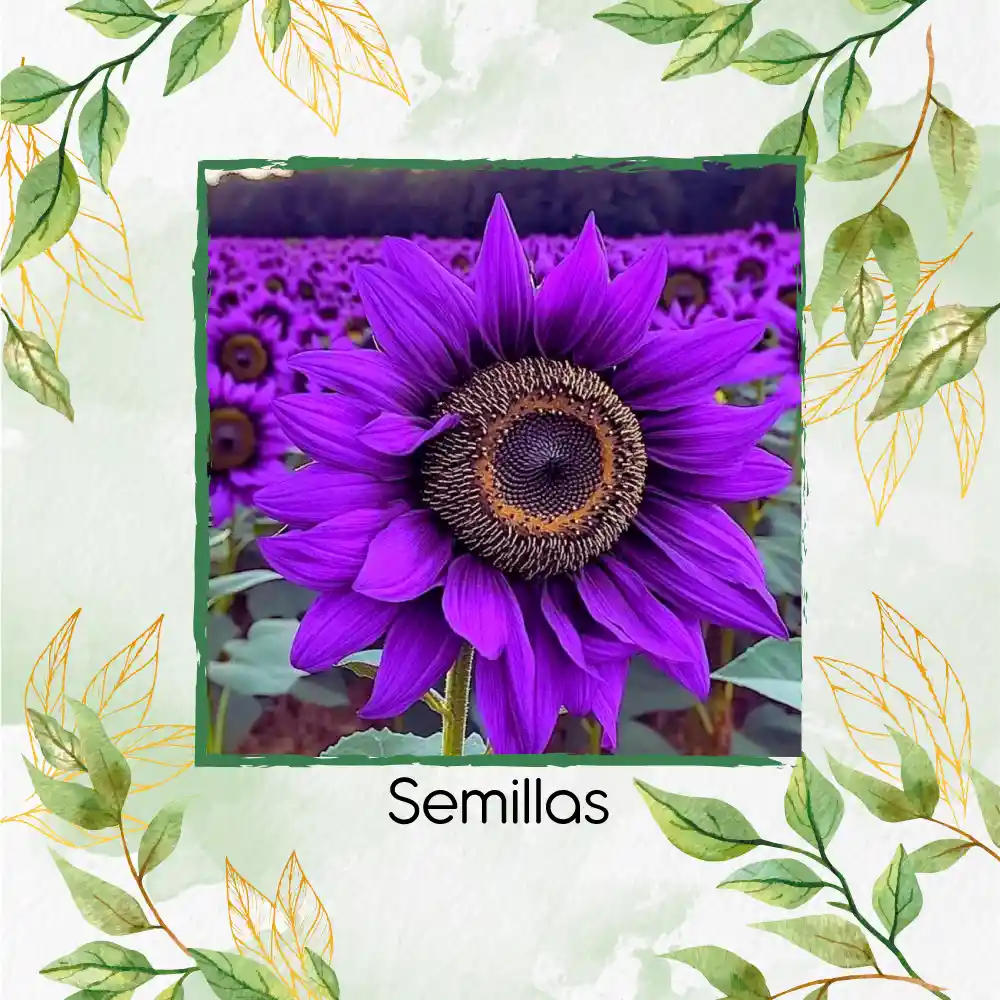 200 Semillas De Flor Girasol Morado Y Otros Mix