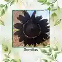 200 Semillas De Flor Girasol Morado Y Otros Mix