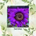 10 Semillas De Flor Girasol Negro Y Otros Mix