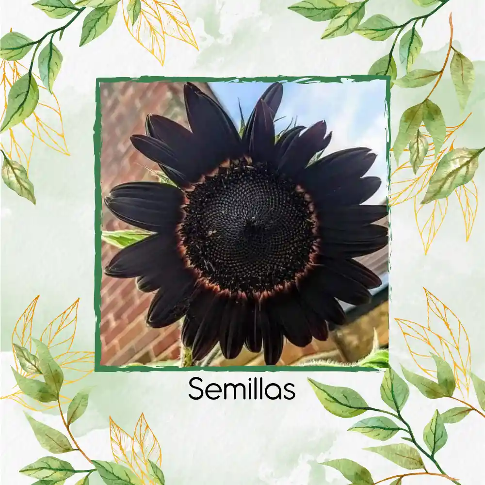 10 Semillas De Flor Girasol Negro Y Otros Mix