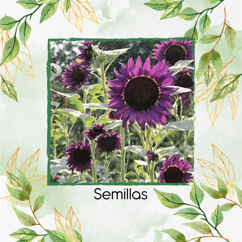 10 Semillas De Flor Girasol Negro Y Otros Mix