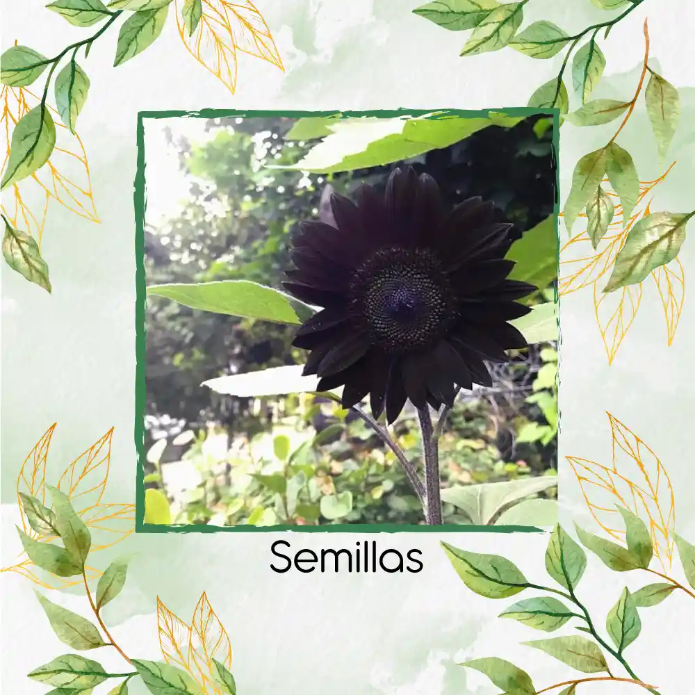 800 Semillas De Flor Girasol Negro Y Otros Mix