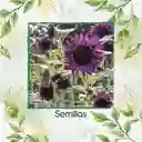 800 Semillas De Flor Girasol Negro Y Otros Mix