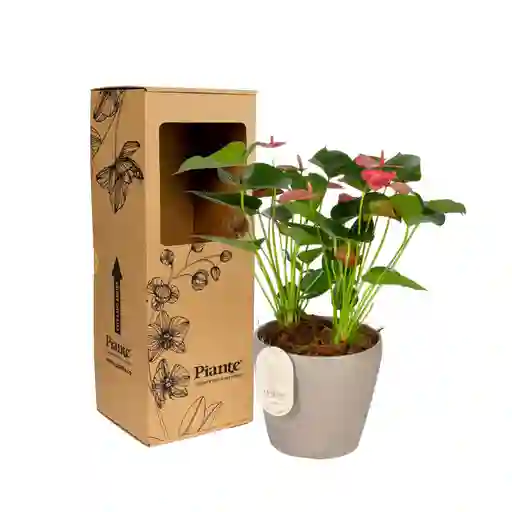 Arreglo Floral Dm De Anturios Medianos Rosado