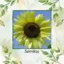 10 Semillas Orgánicas De Flor Girasol Reina Del Limón