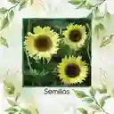 10 Semillas Orgánicas De Flor Girasol Reina Del Limón