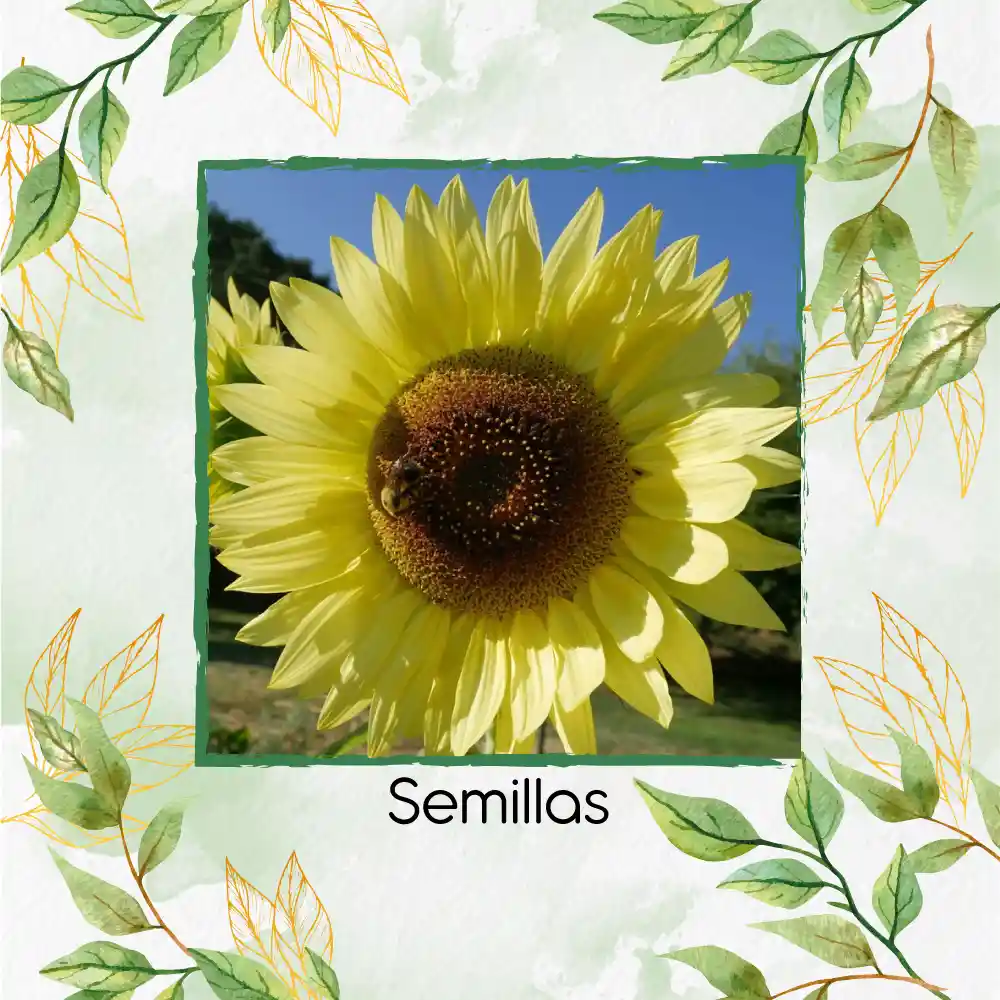 20 Semillas Orgánicas De Flor Girasol Reina Del Limón