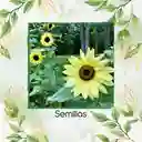 20 Semillas Orgánicas De Flor Girasol Reina Del Limón