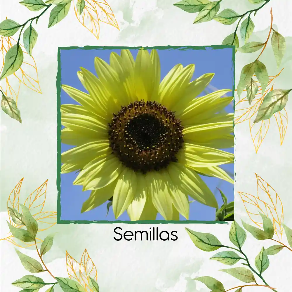 200 Semillas Orgánicas De Flor Girasol Reina Del Limón