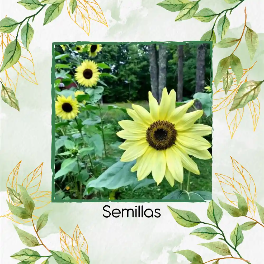 200 Semillas Orgánicas De Flor Girasol Reina Del Limón