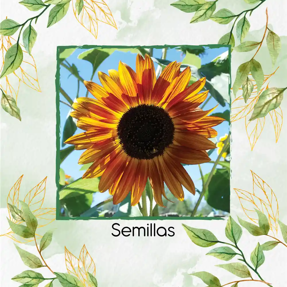 20 Semillas Orgánicas De Flor Girasol Sol Rojo