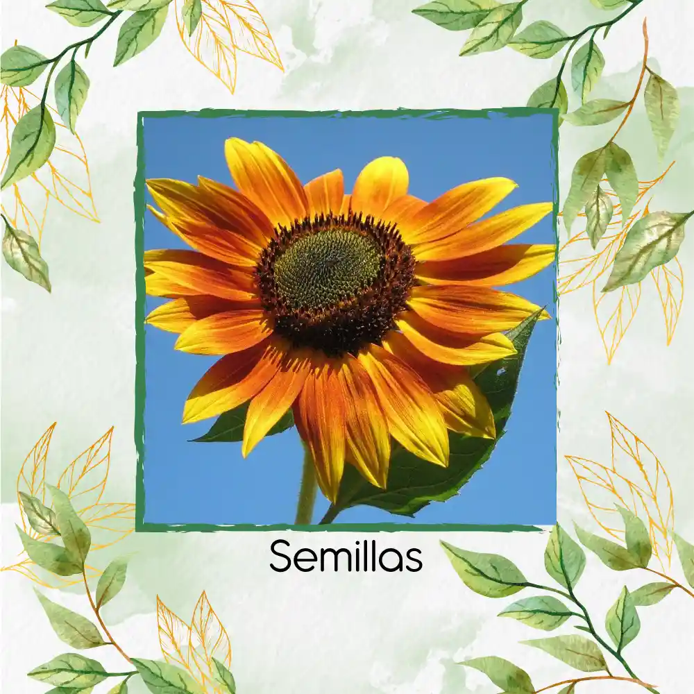 20 Semillas Orgánicas De Flor Girasol Sol Rojo