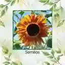 400 Semillas Orgánicas De Flor Girasol Sol Rojo