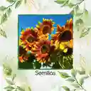 400 Semillas Orgánicas De Flor Girasol Sol Rojo