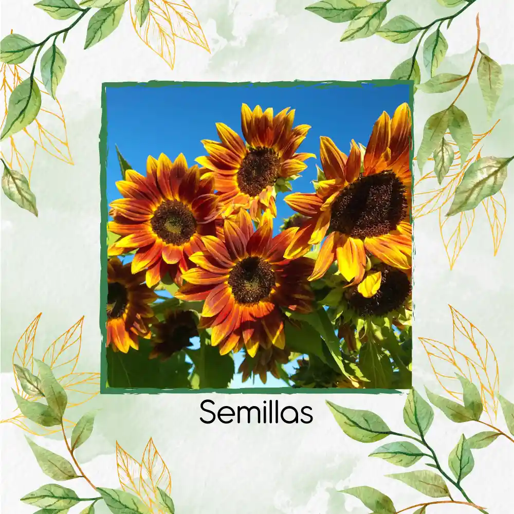 400 Semillas Orgánicas De Flor Girasol Sol Rojo