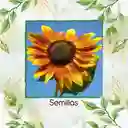 400 Semillas Orgánicas De Flor Girasol Sol Rojo