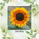 400 Semillas Orgánicas De Flor Girasol Sol Rojo