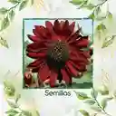 10 Semillas Orgánicas De Girasol Velvet Queen
