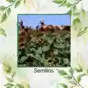 40 Semillas Orgánicas De Girasol Velvet Queen