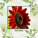 200 Semillas Orgánicas De Girasol Velvet Queen