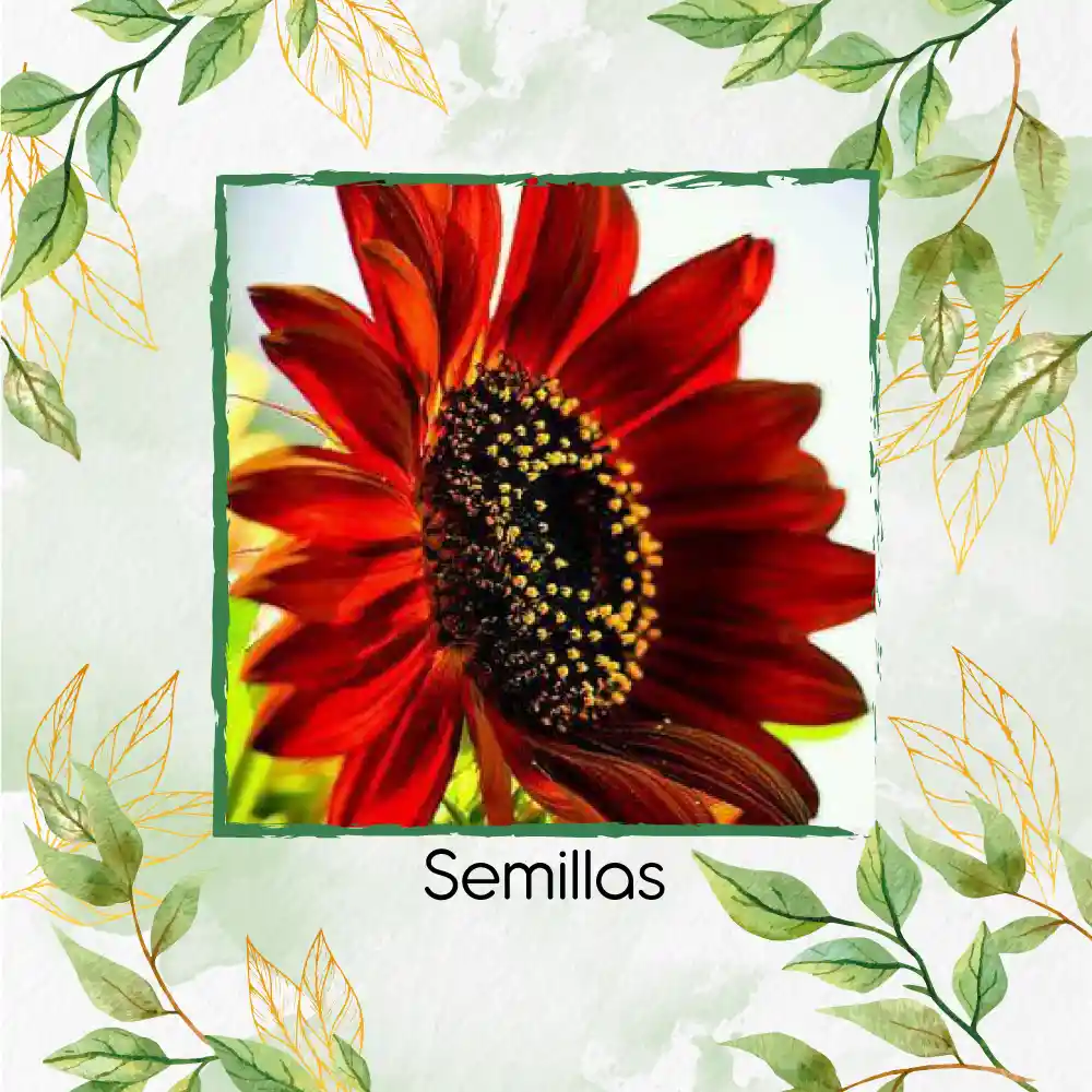 400 Semillas Orgánicas De Girasol Velvet Queen