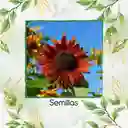 400 Semillas Orgánicas De Girasol Velvet Queen