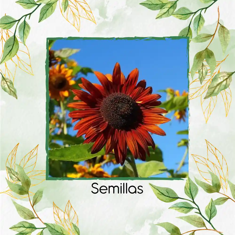 400 Semillas Orgánicas De Girasol Velvet Queen