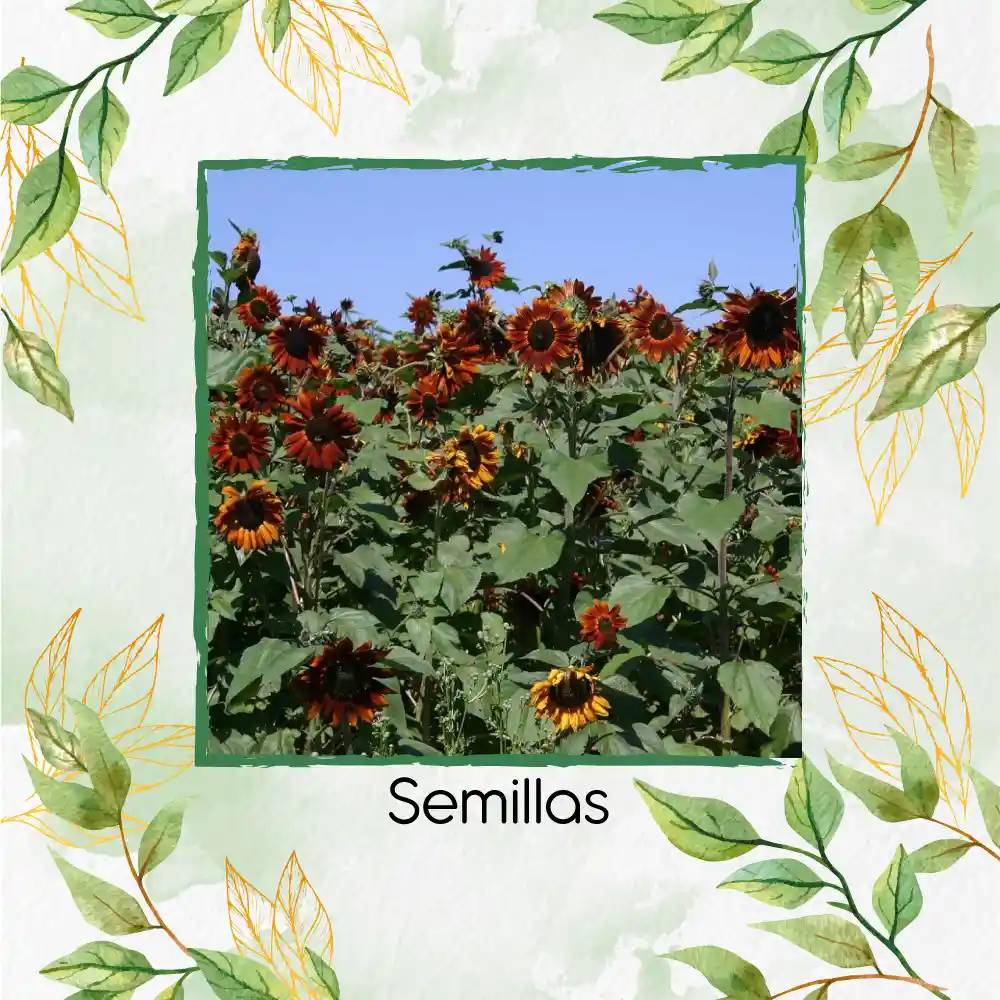 400 Semillas Orgánicas De Girasol Velvet Queen