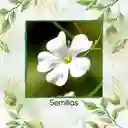 100 Semillas Orgánicas De Flor Gypsophila Covent