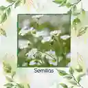 100 Semillas Orgánicas De Flor Gypsophila Covent