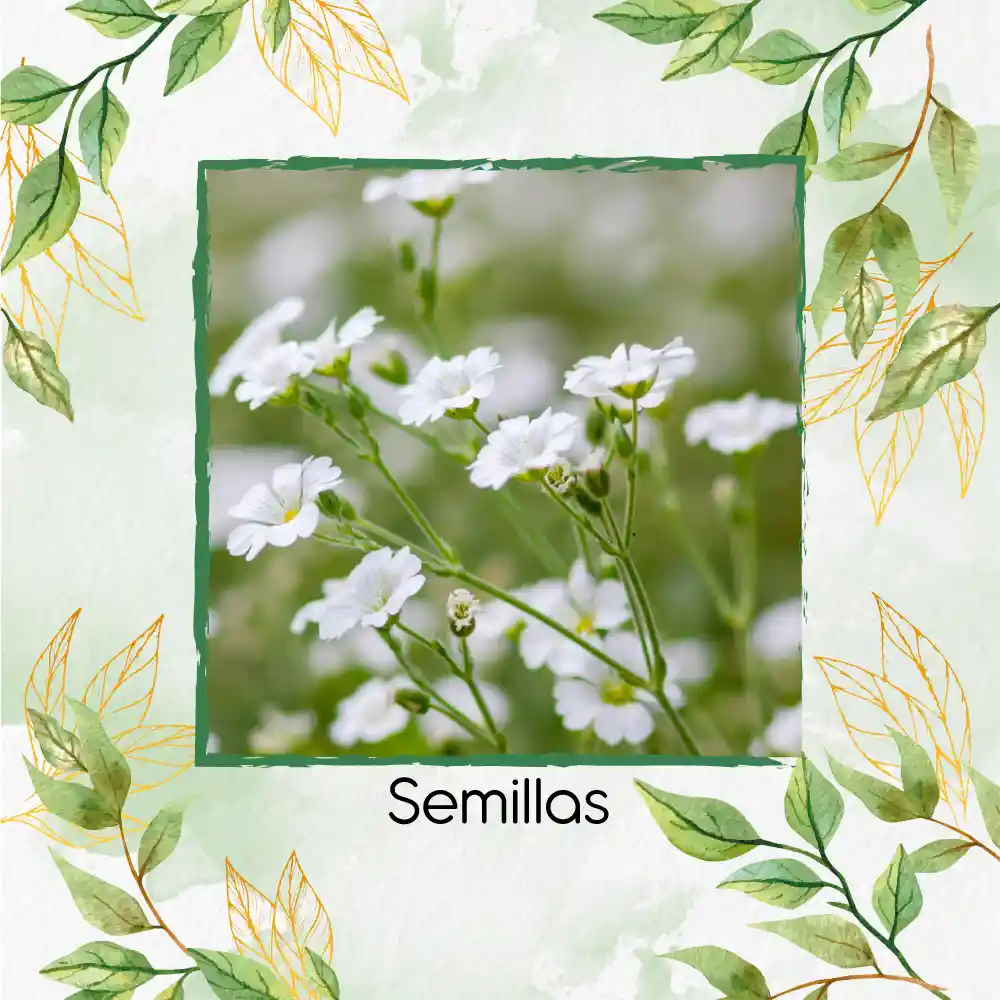 100 Semillas Orgánicas De Flor Gypsophila Covent