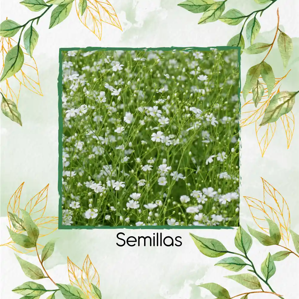 200 Semillas Orgánicas De Flor Gypsophila Covent