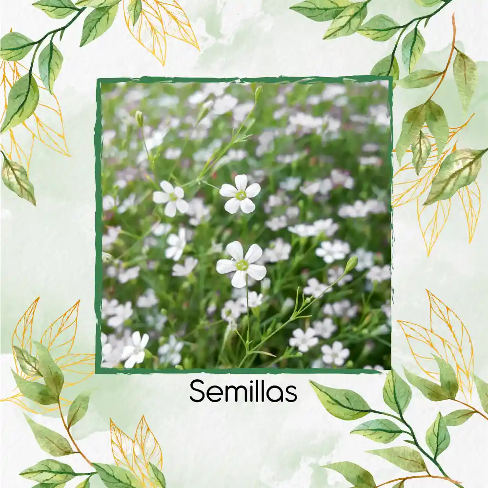 200 Semillas Orgánicas De Flor Gypsophila Covent