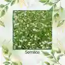 4.000 Semillas Orgánicas De Flor Gypsophila Covent