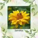 100 Semillas Orgánicas De Flor Heliopsis - Sol De Verano