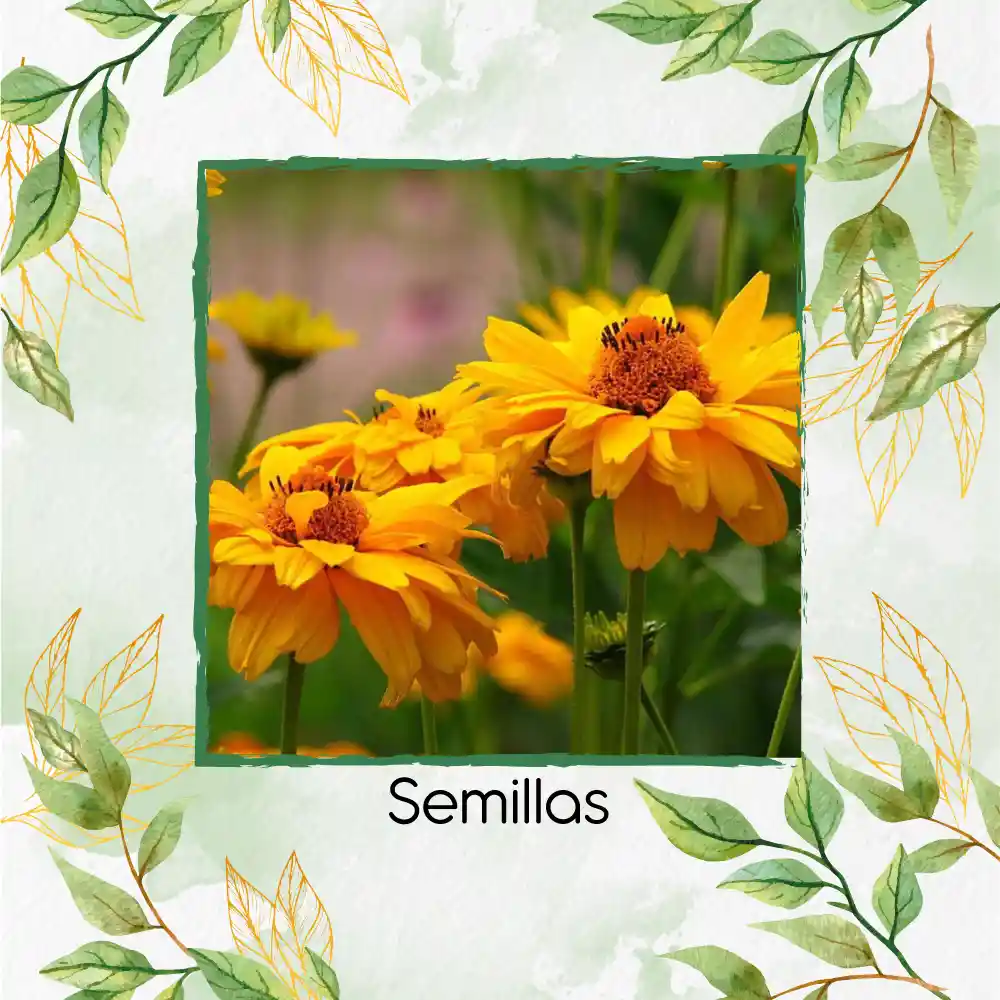 100 Semillas Orgánicas De Flor Heliopsis - Sol De Verano