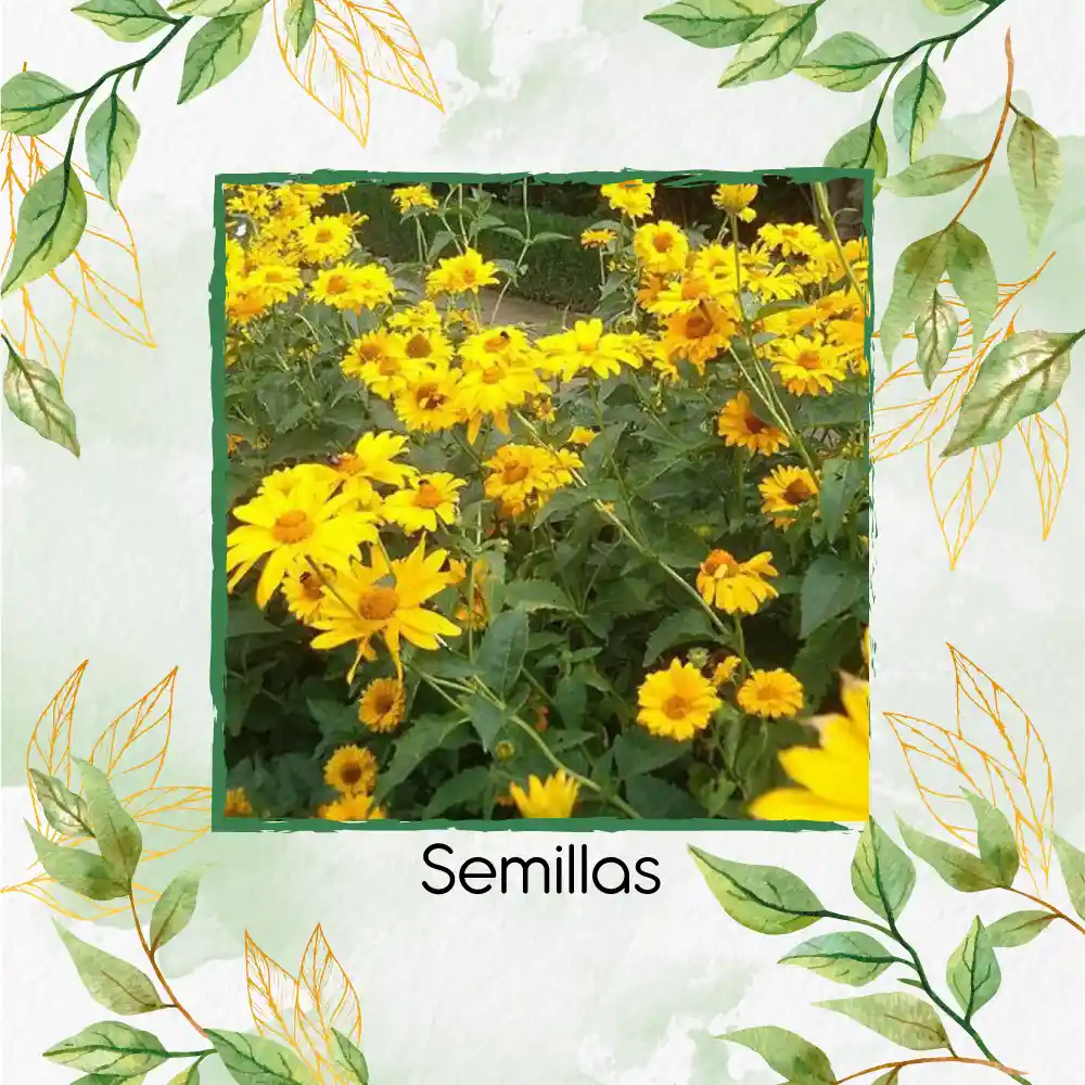 200 Semillas Orgánicas De Flor Heliopsis - Sol De Verano