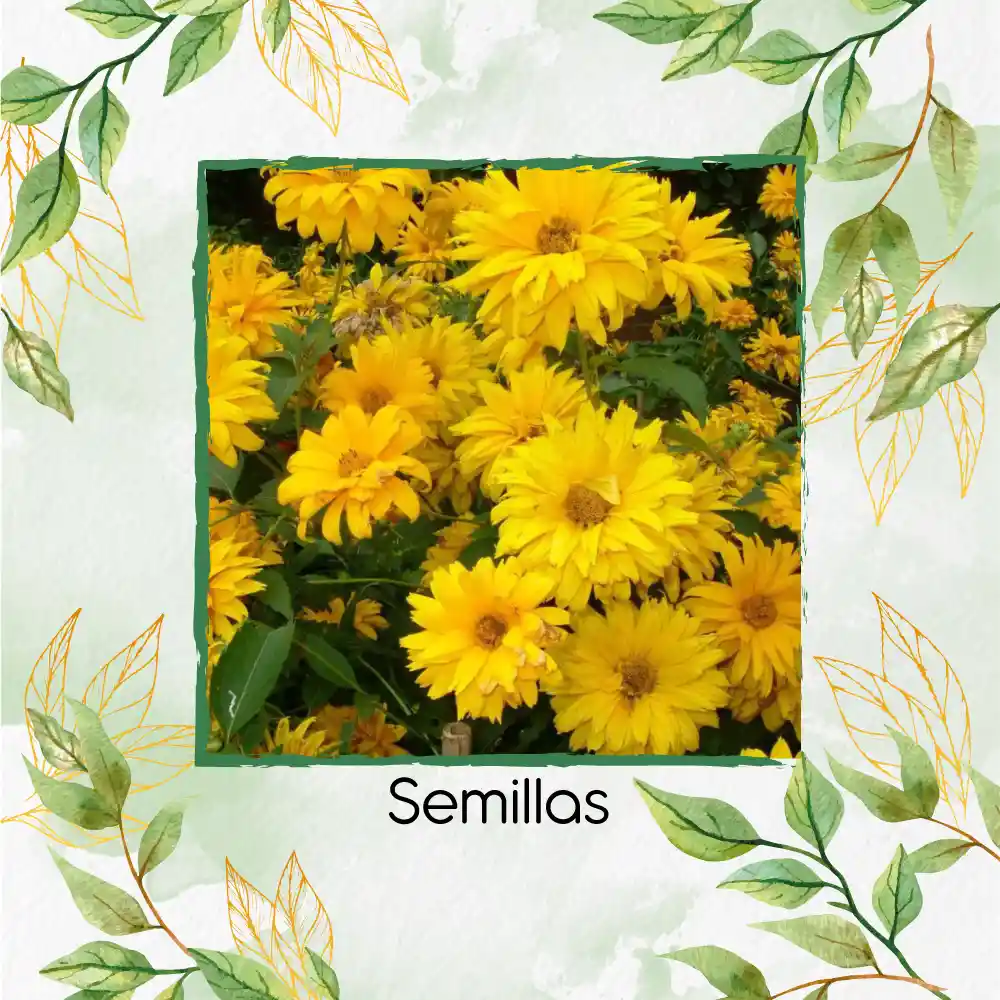200 Semillas Orgánicas De Flor Heliopsis - Sol De Verano