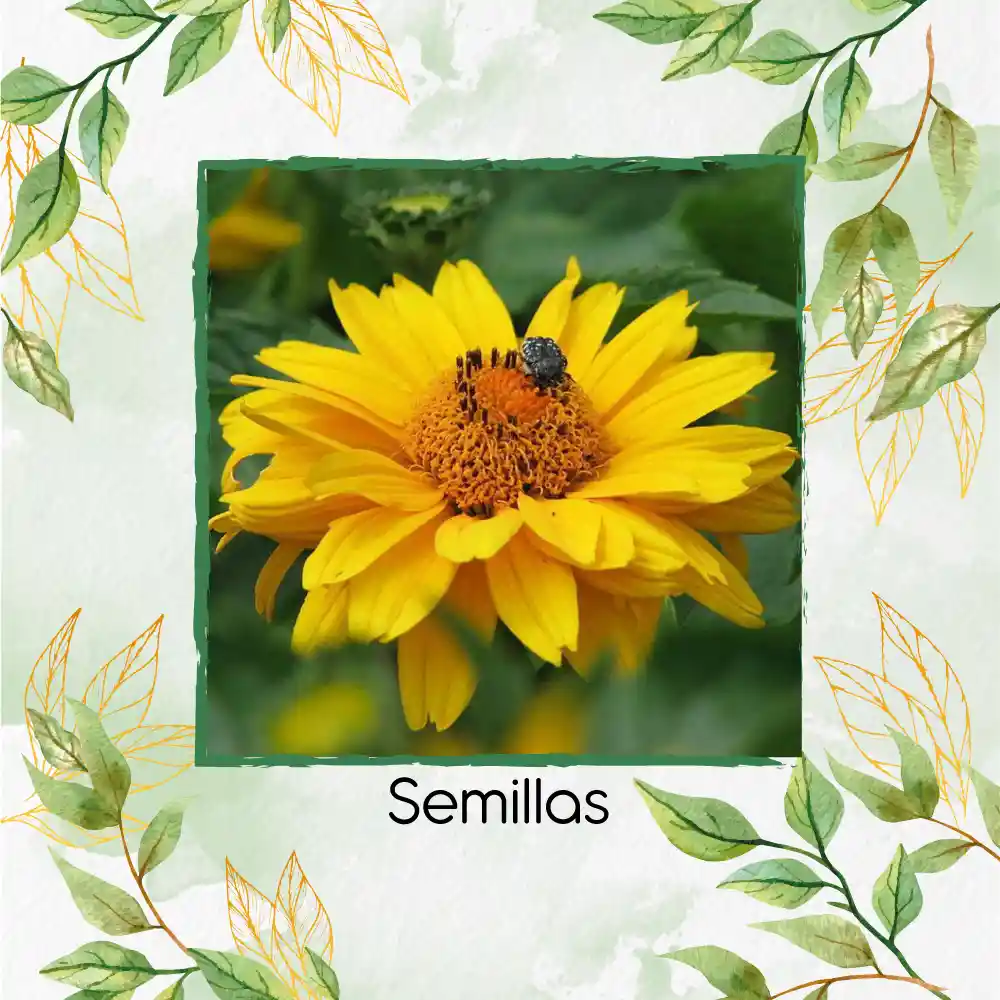 1.000 Semillas Orgánicas De Flor Heliopsis - Sol De Verano
