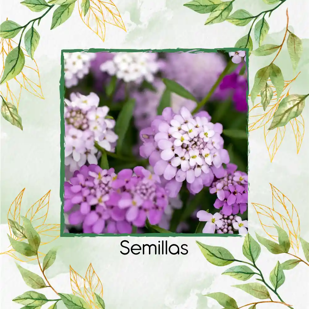 30 Semillas Orgánicas De Flor Iberis Canastilla De Colores