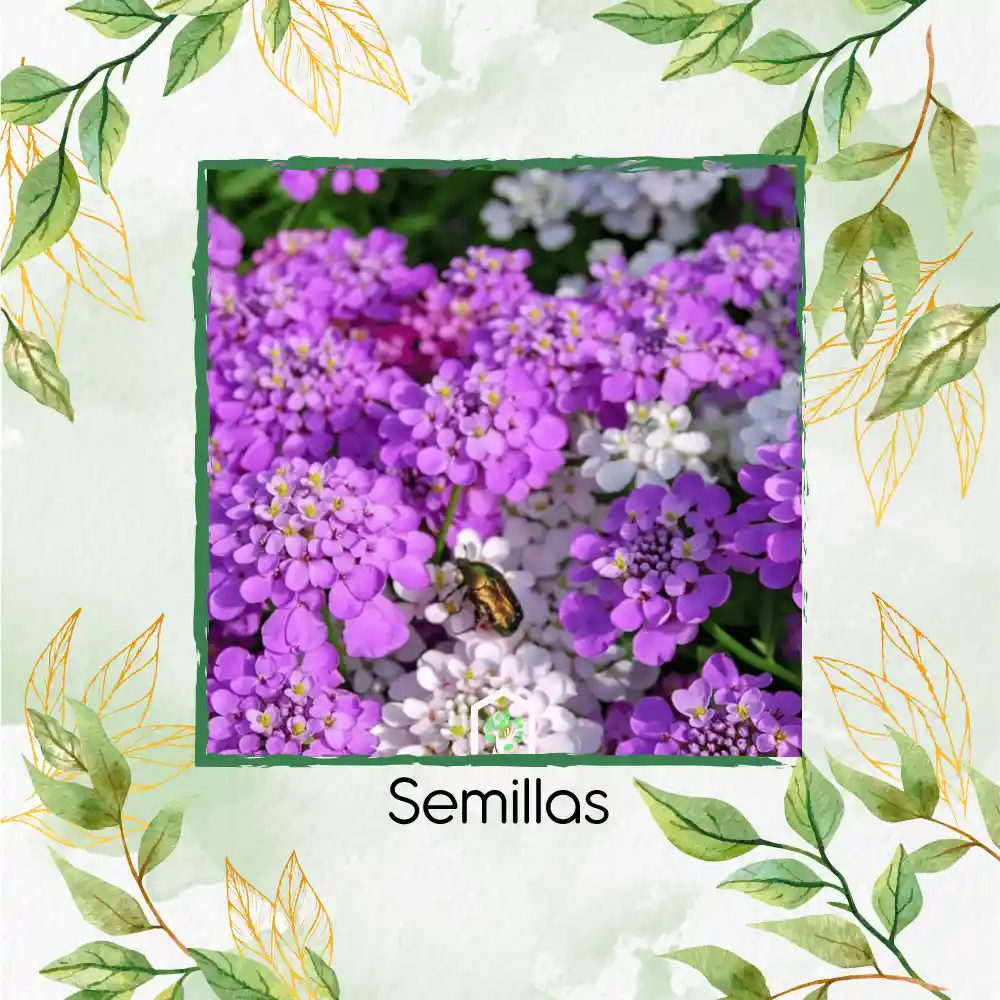 30 Semillas Orgánicas De Flor Iberis Canastilla De Colores