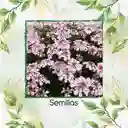 300 Semillas Orgánicas De Flor Iberis Canastilla De Colores