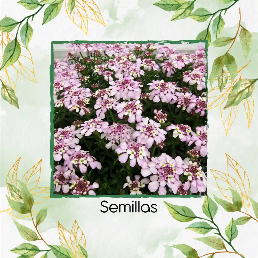 300 Semillas Orgánicas De Flor Iberis Canastilla De Colores