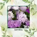 300 Semillas Orgánicas De Flor Iberis Canastilla De Colores