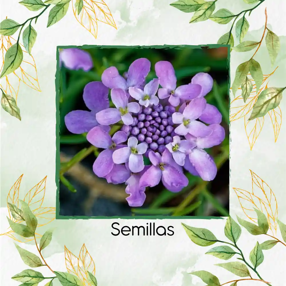 300 Semillas Orgánicas De Flor Iberis Canastilla De Colores