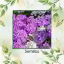 300 Semillas Orgánicas De Flor Iberis Canastilla De Colores