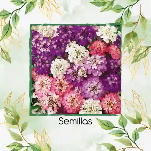30 Semillas Orgánicas De Flor Iberis Hadas Enanas