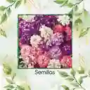 60 Semillas Orgánicas De Flor Iberis Hadas Enanas